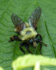 Laphria thoracica