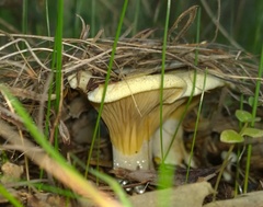 Austropaxillus muelleri