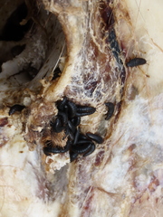 Thanatophilus lapponicus