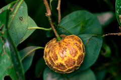 Annona emarginata