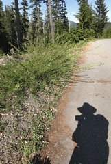 Fragaria cascadensis