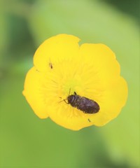 Anthaxia quadripunctata
