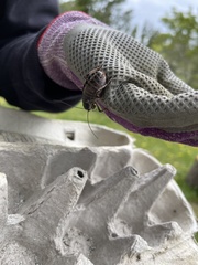 Cyphoderris