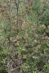 Berkheya bipinnatifida
