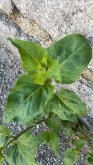 Mirabilis nyctaginea