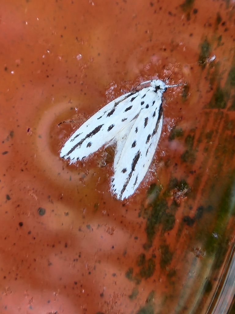 Streaked Ethmia