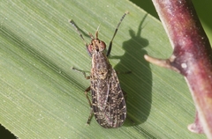 Euthycera cribrata