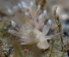 Tenellia fuscata
