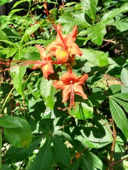 Rhododendron flammeum