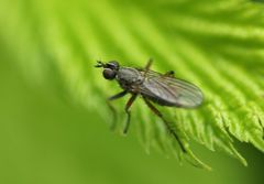 Muscoidea