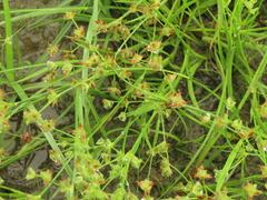 Juncus prismatocarpus leschenaultii