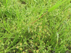 Juncus prismatocarpus leschenaultii