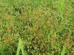 Juncus prismatocarpus leschenaultii