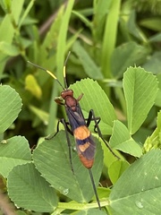 Trogomorpha arrogans