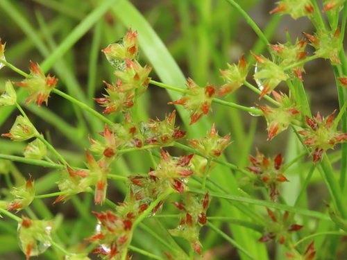 Juncus prismatocarpus (Juncus prismatocarpus)