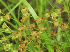 Juncus prismatocarpus leschenaultii