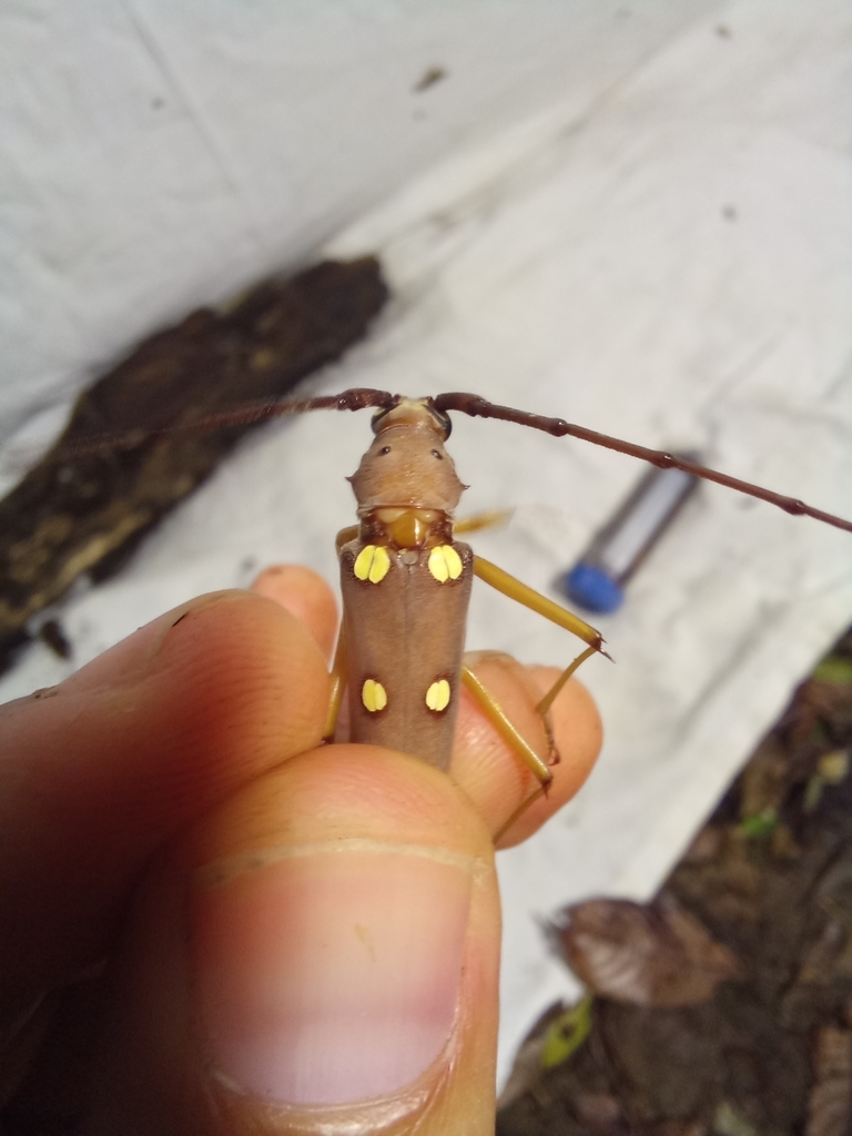 Eburia consobrina