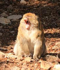 Macaca sylvanus