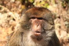 Macaca sylvanus