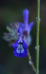 Salvia albicaulis
