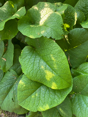 Trachystemon