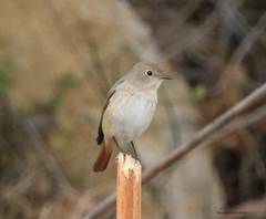 Phoenicurus phoenicurus