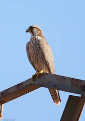 Falco biarmicus