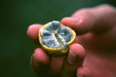 Annona emarginata