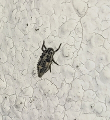 Adalia decempunctata