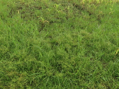 Juncus prismatocarpus leschenaultii