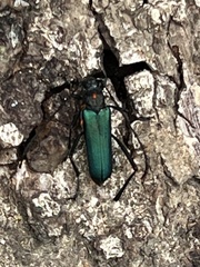 Pseudodeltaspis punctipennis