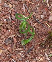 Thelymitra matthewsii