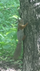 Sciurus vulgaris
