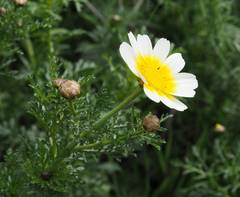 Glebionis coronaria discolor