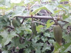 Vasconcellea chilensis