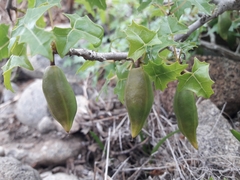Vasconcellea chilensis