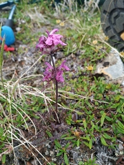 Pedicularis amoena