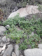 Vasconcellea chilensis