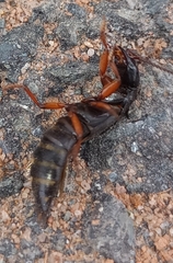 Dinothenarus badipes