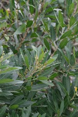 Allophylus natalensis