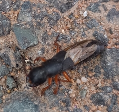 Dinothenarus badipes