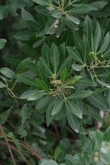 Allophylus natalensis