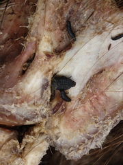 Thanatophilus lapponicus