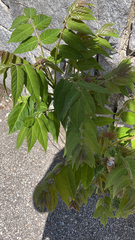 Ailanthus altissima