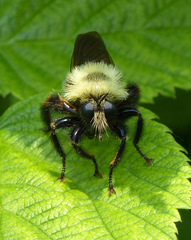 Laphria thoracica