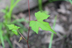 Vitis palmata