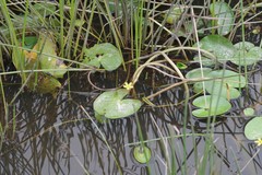 Nymphoides thunbergiana