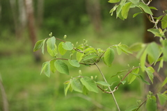 Lonicera xylosteum
