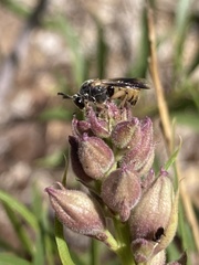 Ripiphorus rex