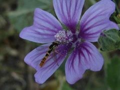 Sphaerophoria philanthus